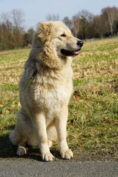 Mela- sucht dringend ein neues Zuhause