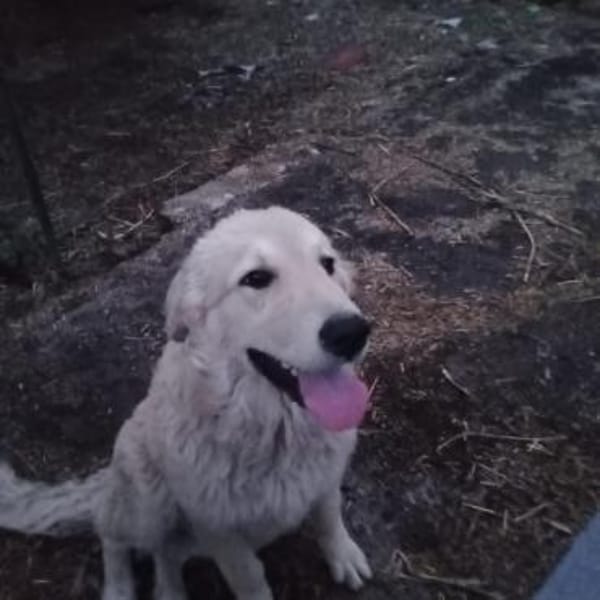 Mela- sucht dringend ein neues Zuhause