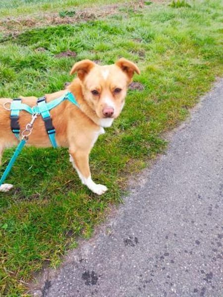 Prince sucht seine Prinzessin