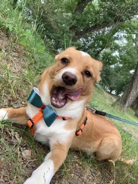 Prince sucht seine Prinzessin