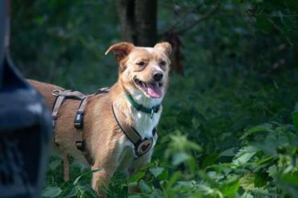 Prince sucht seine Prinzessin