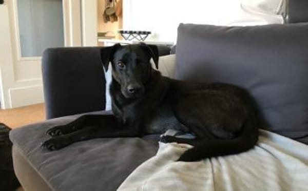 Der süße Limba möchte dich kennen lernen