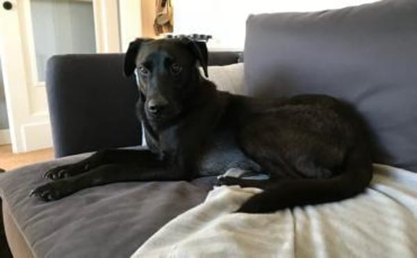 Der süße Limba möchte dich kennen lernen