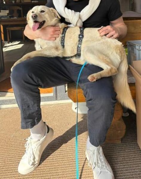 RICCI * Herzenshund für Herzensmensch