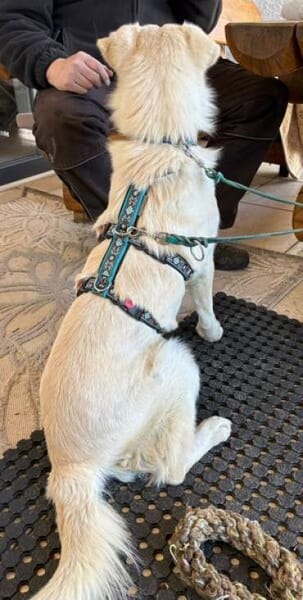 RICCI * Herzenshund für Herzensmensch