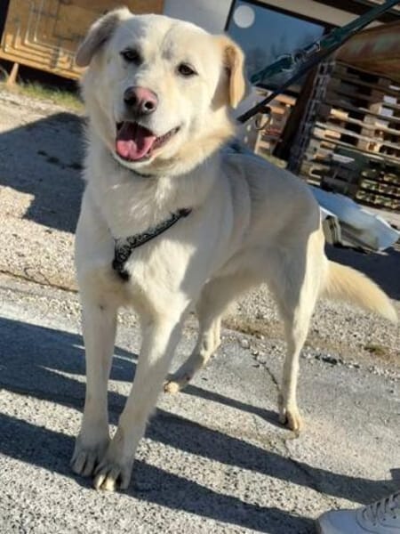 RICCI * Herzenshund für Herzensmensch