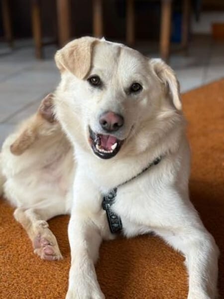 RICCI * Herzenshund für Herzensmensch