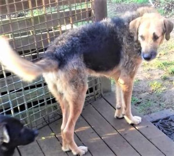 Popy: drahtiger Hundemann sucht ...