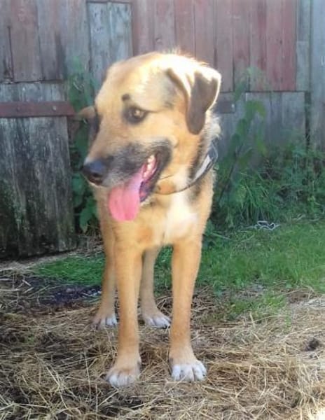 Popy: drahtiger Hundemann sucht ...