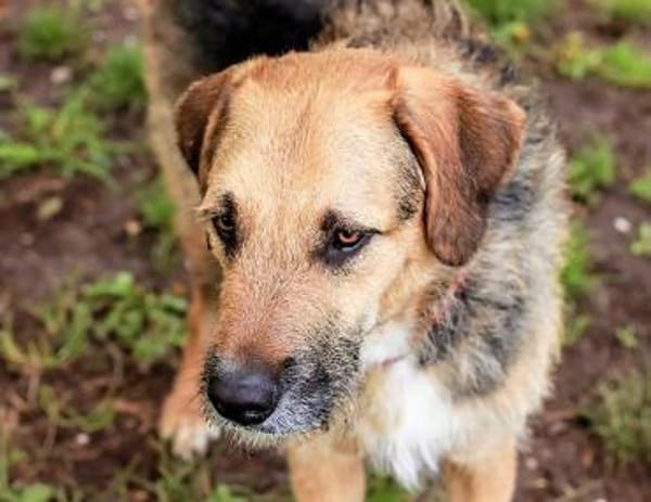 Popy: drahtiger Hundemann sucht ...