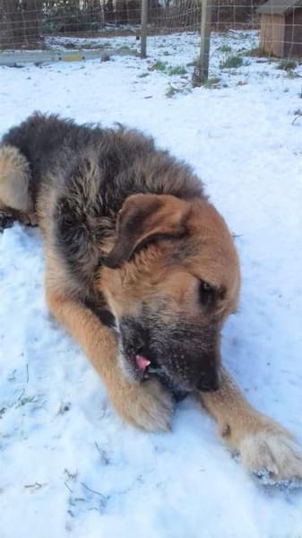 Popy: drahtiger Hundemann sucht ...