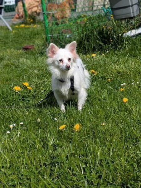 Lena, Kleinspitz Mädchen geb. 01/2023