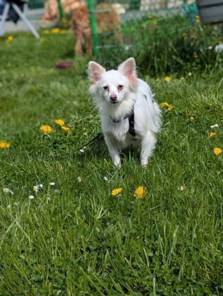 Lena, Kleinspitz Mädchen geb. 01/2023