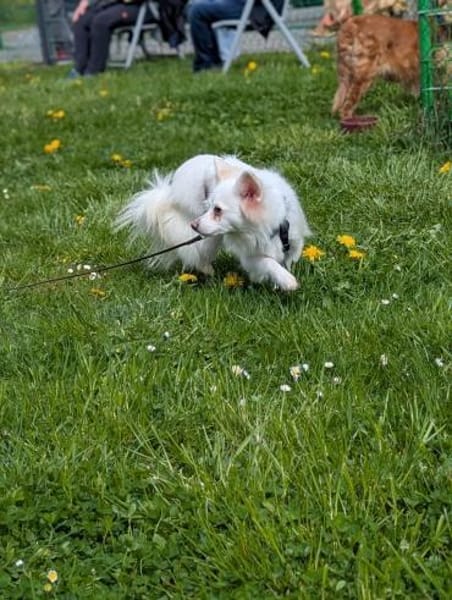 Lena, Kleinspitz Mädchen geb. 01/2023