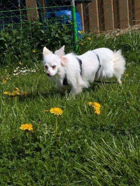 Lena, Kleinspitz Mädchen geb. 01/2023