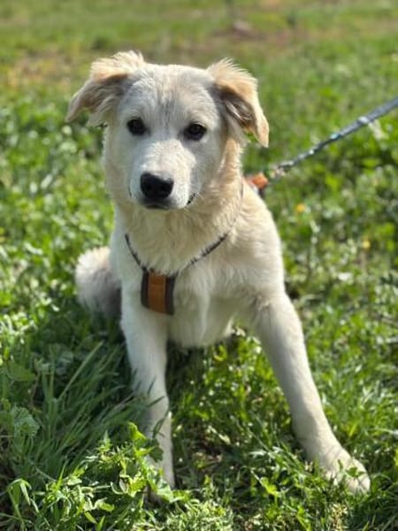 Freundlicher Fraenky, 8 Monate,  Grieche