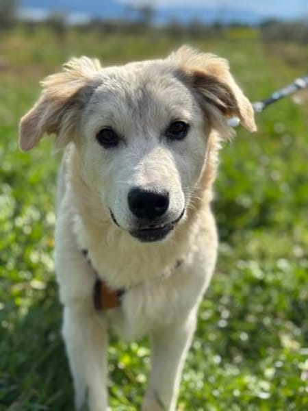 Freundlicher Fraenky, 8 Monate,  Grieche