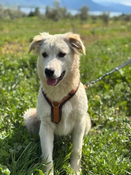 Freundlicher Fraenky, 8 Monate,  Grieche