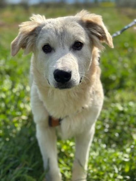 Freundlicher Fraenky, 8 Monate,  Grieche