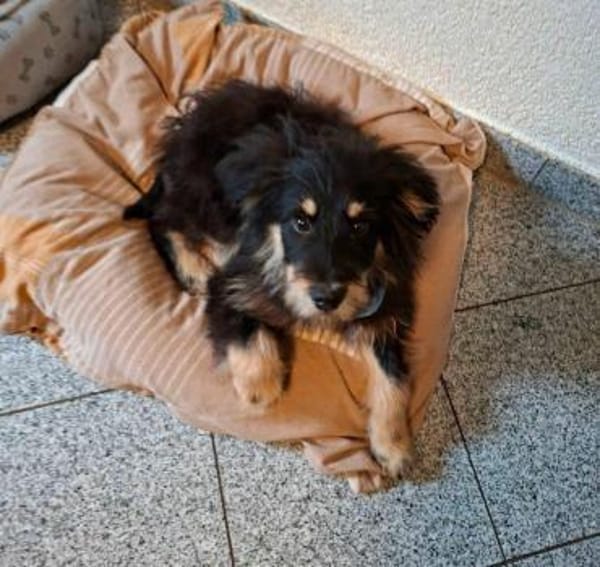 toller Welpenjunge Odin auf PS 91286