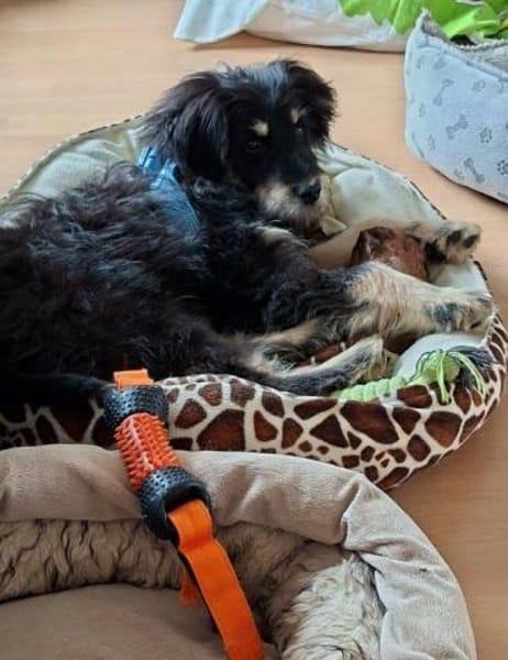 toller Welpenjunge Odin auf PS 91286