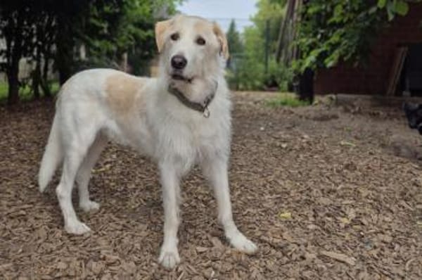 Albano - wartet in 33154 Salzkotten