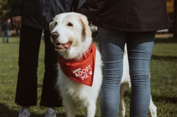 Albano - wartet in 33154 Salzkotten