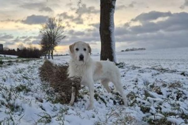 Albano - wartet in 33154 Salzkotten