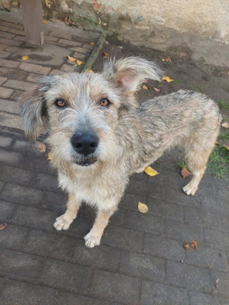 Tilly mit den schiefen Ohren