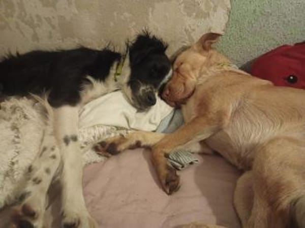 Ted & Millie - unzertrennliche Freunde