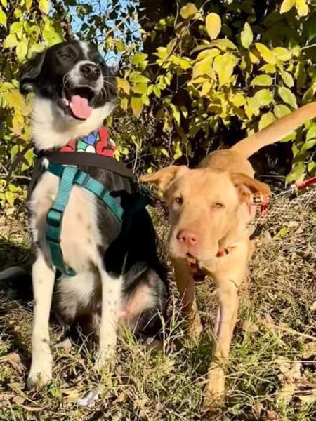 Ted & Millie - unzertrennliche Freunde