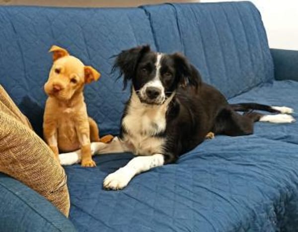 Ted & Millie - unzertrennliche Freunde