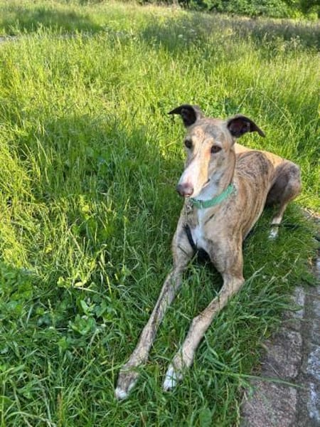 Pepe - Herzensbrecher sucht sein Zuhause