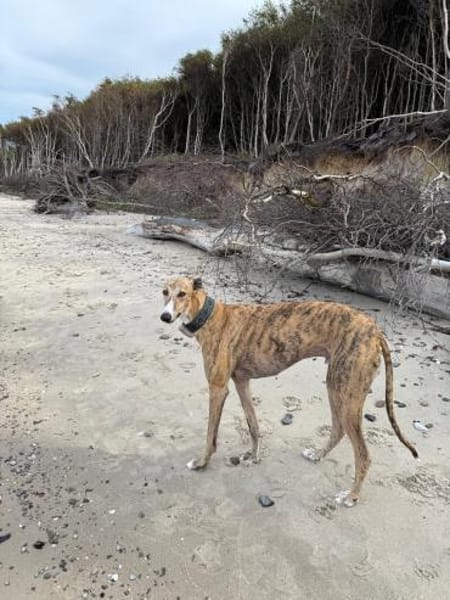 Pepe - Herzensbrecher sucht sein Zuhause