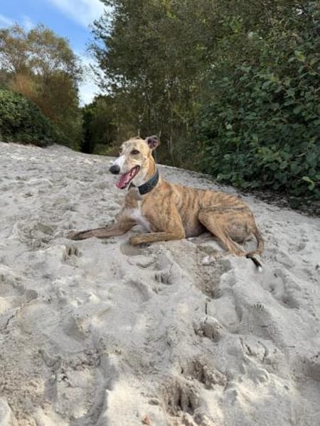 Pepe - Herzensbrecher sucht sein Zuhause