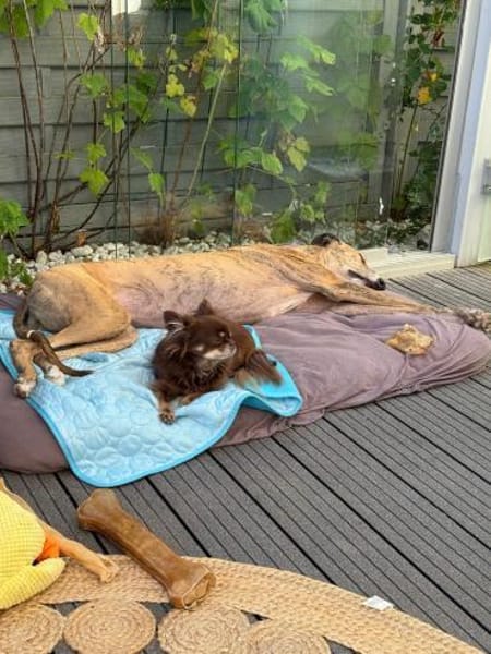 Pepe - Herzensbrecher sucht sein Zuhause