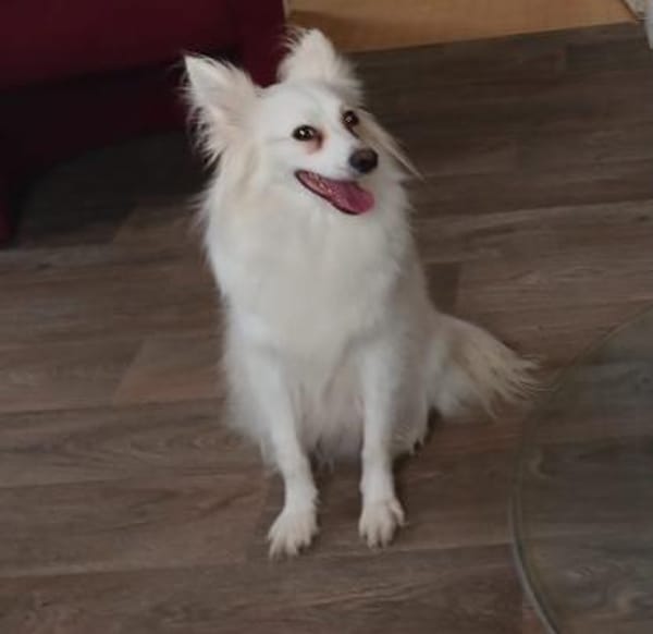 Dave wünscht sich eine Familie