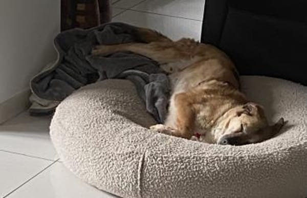 Ich bin der Bobby ❤