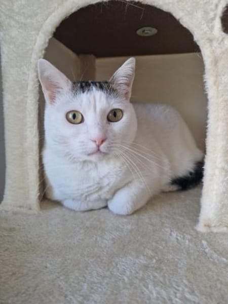 Sake und Rumi aus dem Tierschutz