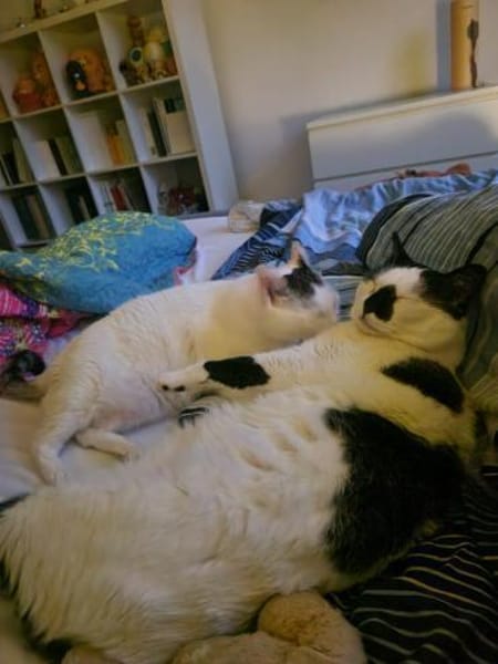 Sake und Rumi aus dem Tierschutz