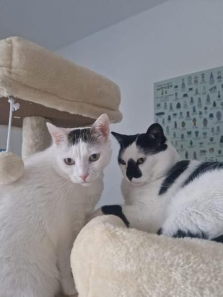 Sake und Rumi aus dem Tierschutz