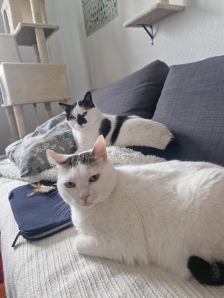 Sake und Rumi aus dem Tierschutz