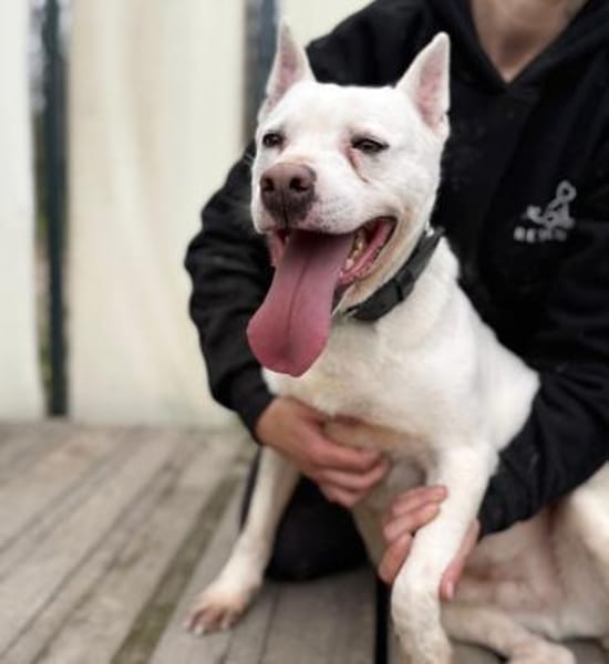 Angel-Einzelprinzessin in weiss