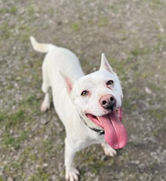 Angel-Einzelprinzessin in weiss