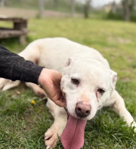 Angel-Einzelprinzessin in weiss