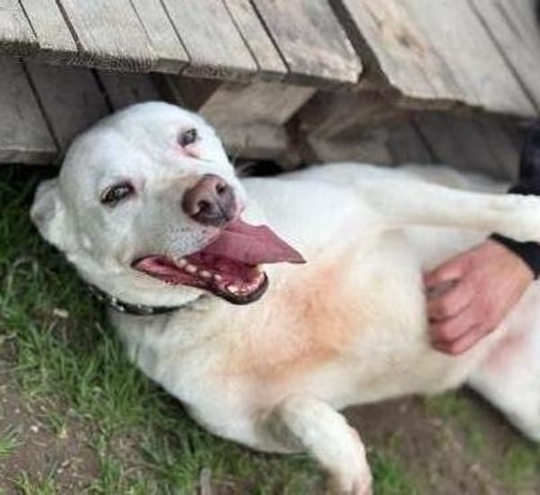 Angel-Einzelprinzessin in weiss