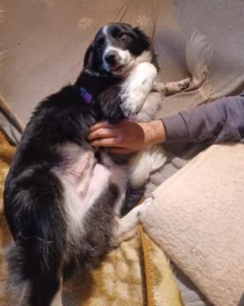 Leni 💛💛💛 liebes Zuhause gesucht