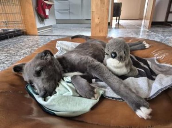 VALARY -rundum tolles Hundekind-