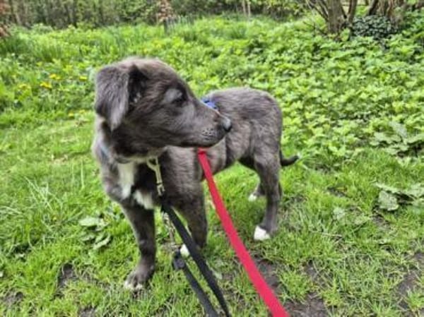 VALARY -rundum tolles Hundekind-