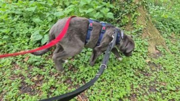 VALARY -rundum tolles Hundekind-